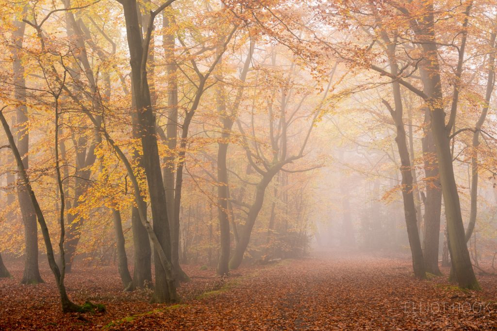 Autumn Woodland at Burnham Beeches - Elliot Hook Photography